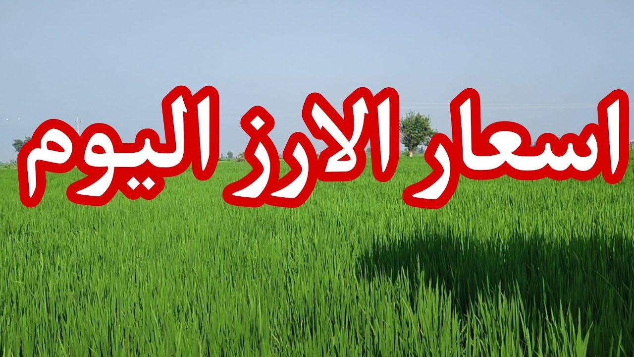 مفاجأة في الأسعار.. سعر طن الأرز الشعير اليوم الثلاثاء 15 أبريل 2025 في الأسواق المصرية 2 مفاجأة في الأسعار.. سعر طن الأرز الشعير اليوم الثلاثاء 15 أبريل 2025 في الأسواق المصرية